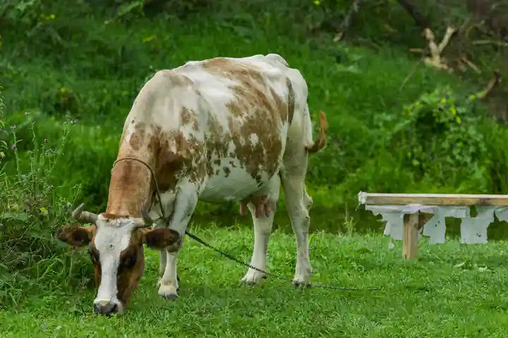 Степной Шторм — фото 2